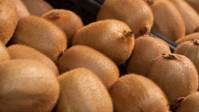 Kiwi chileno: menor volumen, mejores precios y mercados activos en 2025