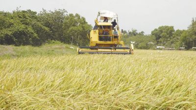 Crisis arrocera en Panamá: importación millonaria desata guerra por el campo