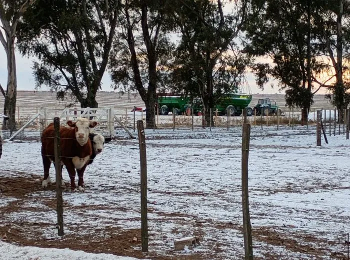 Alerta máxima por frío polar: récords bajo cero y parálisis en el campo argentino
