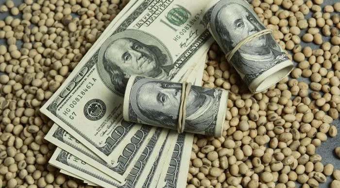 Suben los Granos: Maíz y soja sostienen precios, mientras Argentina busca recuperar competitividad