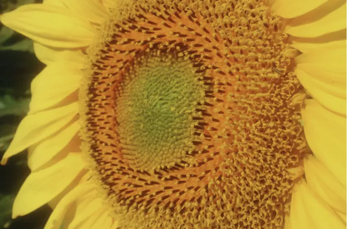 Girasol chaqueño: las claves ocultas para una campaña récord en 2025/26