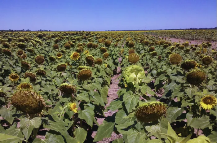 Girasol chaqueño: las claves ocultas para una campaña récord en 2025/26