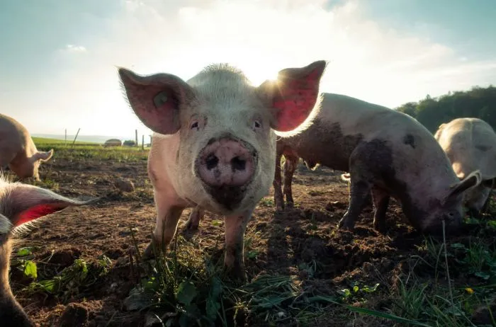 Rally en cerdos. Los futuros de cerdo magro suben por la menor producción de carne roja en EE.UU. y la sustitución de pollo afectado por gripe aviar.