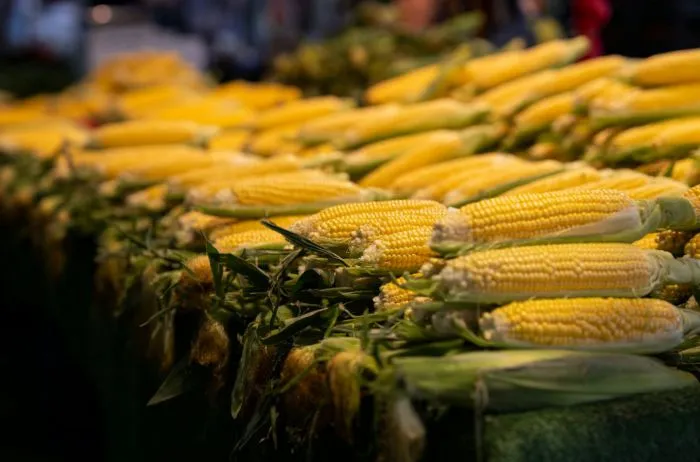 Soja y Maíz 2026: Doble amenaza para la rentabilidad del productor
