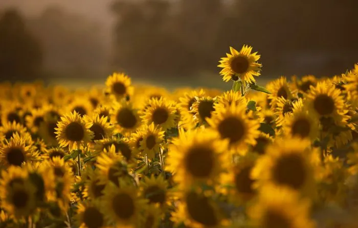 Girasol Argentino: Crece la siembra y despierta expectativas en la 2025/26