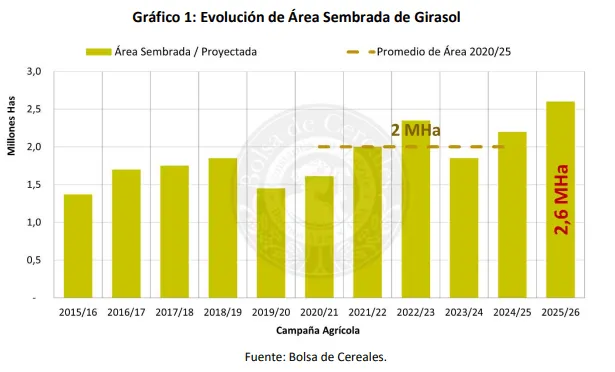 Girasol Argentino: Crece la siembra y despierta expectativas en la 2025/26