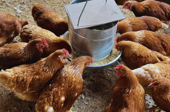 Huevos Chaqueños: La Revolución Silenciosa que Impulsa el INTA en el Corazón del Agro