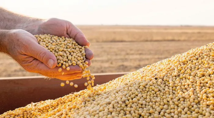Mercado de granos: soja, maíz y trigo cierran la semana con bajas y dudas para la Argentina