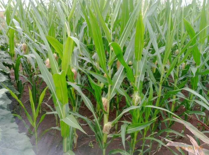 Fertilización estratégica: la clave del éxito en la rotación maíz-girasol