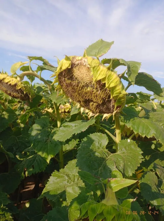 Fertilización estratégica: la clave del éxito en la rotación maíz-girasol