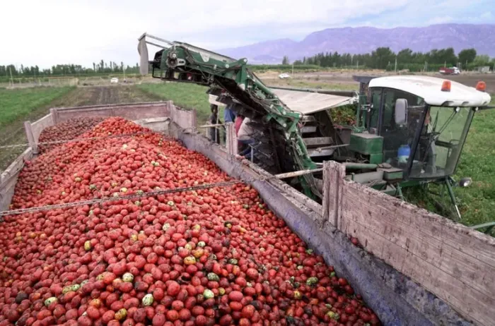 Hortícola en Salta: productores tiran toneladas de tomate y denuncian contrabando desde Bolivia