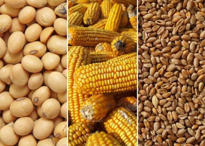 Mercado de granos: soja, maíz y trigo cerraron en baja por presión externa