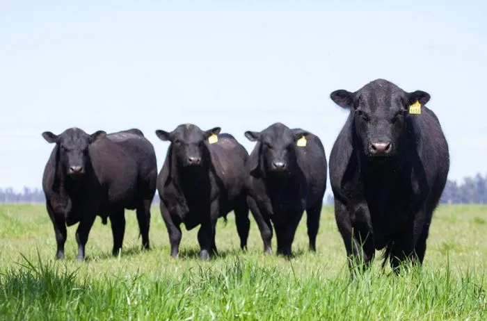 Garrapata bovina en Entre Ríos: productores reclaman respuestas claras del Senasa