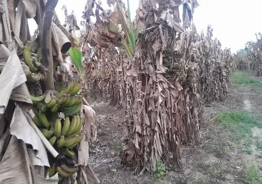Helada en Formosa: productores piden auxilio urgente tras la destrucción de cultivos