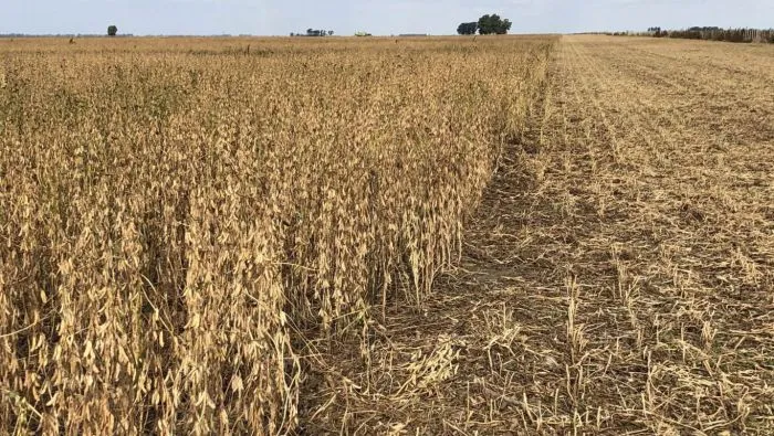 Exportaciones agrícolas: tras suspender retenciones ya se alcanzó el 60% de la meta en solo tres días