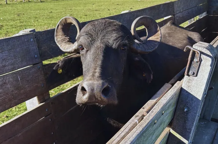 Carne de búfalo: una alternativa saludable que gana espacio en la ganadería argentina