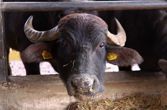 Carne de búfalo: una alternativa saludable que gana espacio en la ganadería argentina