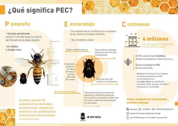 Apicultura en guardia: SENASA activa una red de 150 apiarios para frenar al pequeño escarabajo