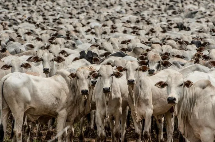 Algunos productores de Brasil han optado por liquidar hembras para mejorar flujo de caja, tras años de precios deprimidos de los terneros. 