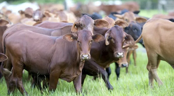 Ganado Australia Record en exportaciones y precios