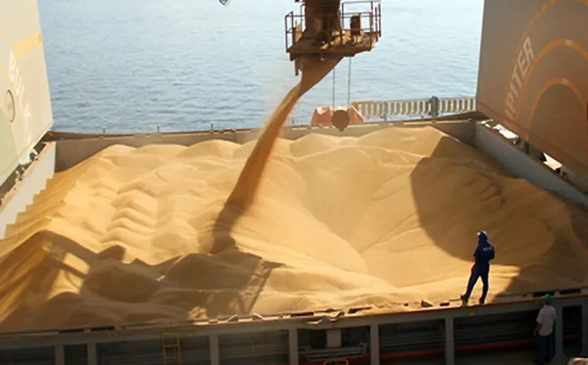 Mercado de granos: soja, maíz y trigo cierran la semana con bajas y dudas para la Argentina