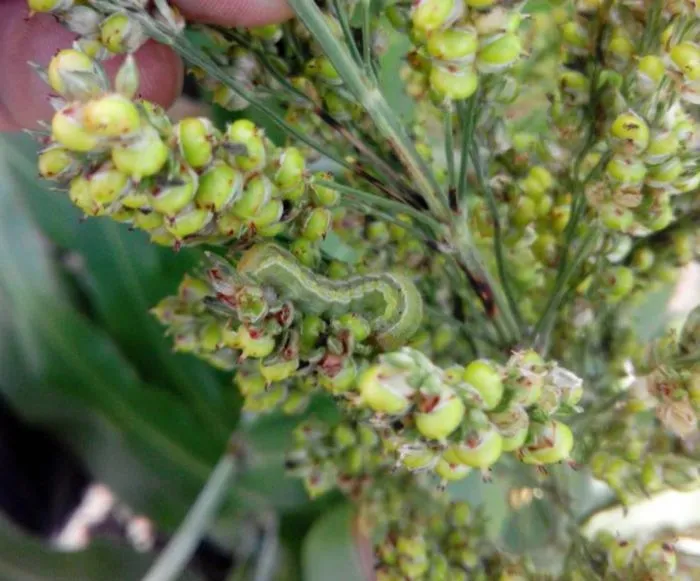 Sorgo bajo control: manejo preventivo asegura sanidad foliar y frena los daños de gusanos