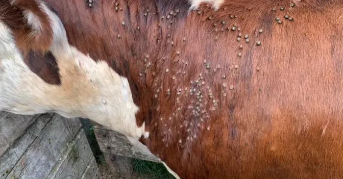 Garrapata bovina en Entre Ríos: productores reclaman respuestas claras del Senasa