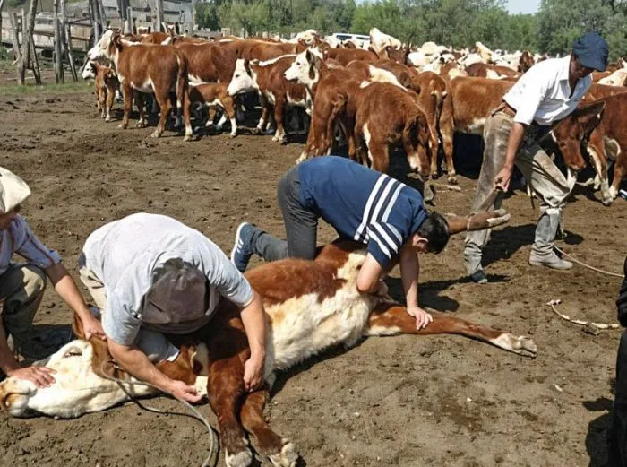 Garrapata bovina en Entre Ríos: productores reclaman respuestas claras del Senasa