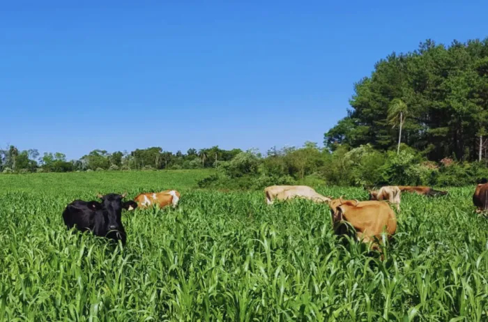 Lechería en Misiones: cómo el uso de pasturas adaptadas mejora la producción y reduce costos