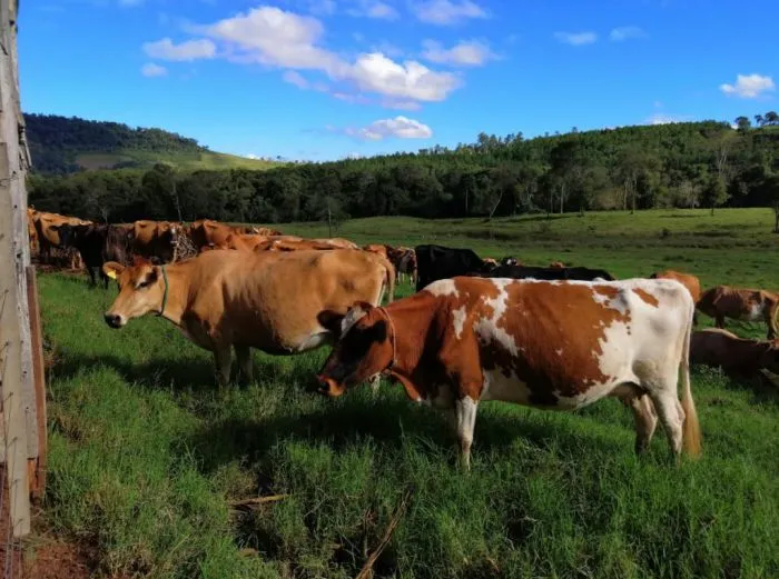 Lechería en Misiones: cómo el uso de pasturas adaptadas mejora la producción y reduce costos