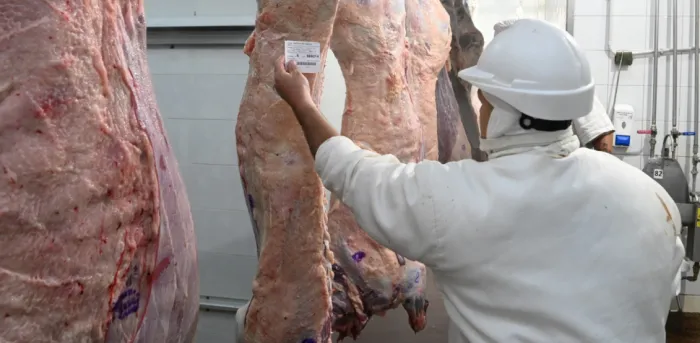 La tipificación bovina ya abarca el 95 % de la faena y consolida un nuevo estándar para la carne argentina