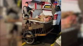 Abigeato: Corrientes, Misiones y Nación coordinan acciones con la Policía de Brasil