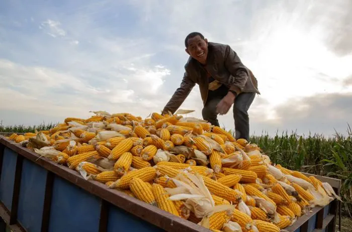China ya ha reservado más de 10 millones de toneladas de maíz estadounidense para 2020-21 
