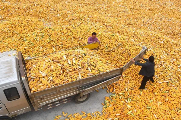 Agricultores descargan mar de maíz en la aldea de Gouya, en la ciudad de Dazhuang, condado de Yinan, provincia de Shandong,