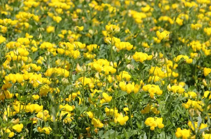 Lotus corniculado: la leguminosa que gana terreno en suelos pesados del Cono Sur