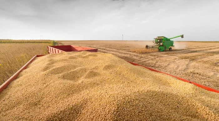 Mercado de granos: soja, maíz y trigo cerraron en baja por presión externa