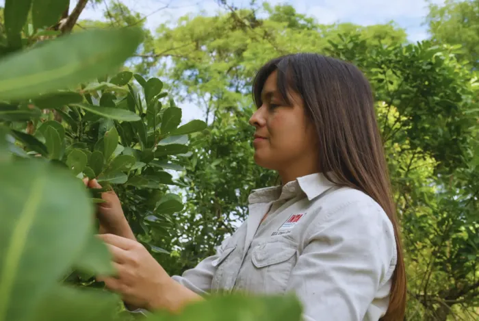 Yerba mate y aliados naturales: el INTA impulsa el control biológico de plagas en Misiones