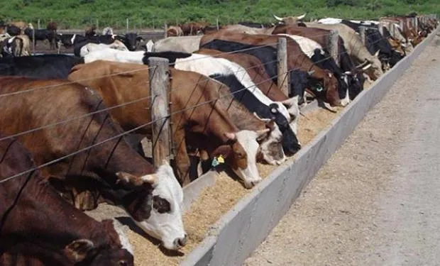 Aun en el engorde a corral el resultado es favorable: el primer semestre cerró con buenos márgenes y en la segunda mitad los feedlots logran atenuar el impacto de la escasez de terneros.