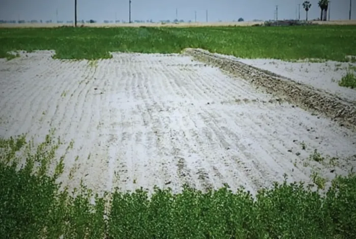 Alfalfa y su secreto contra la salinidad: un hallazgo clave para la ganadería argentina