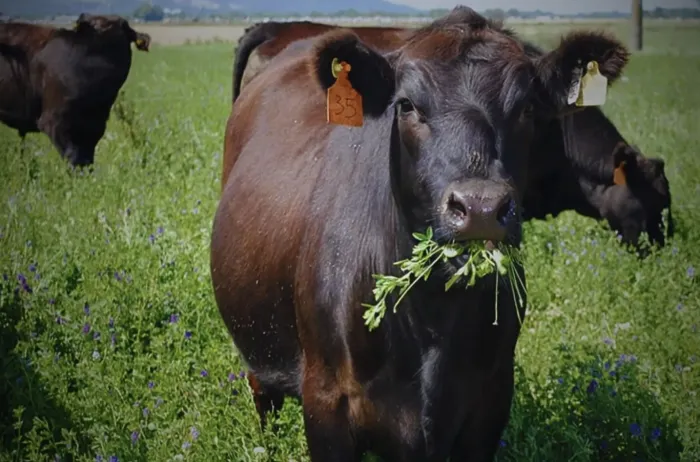 Alfalfa y su secreto contra la salinidad: un hallazgo clave para la ganadería argentina