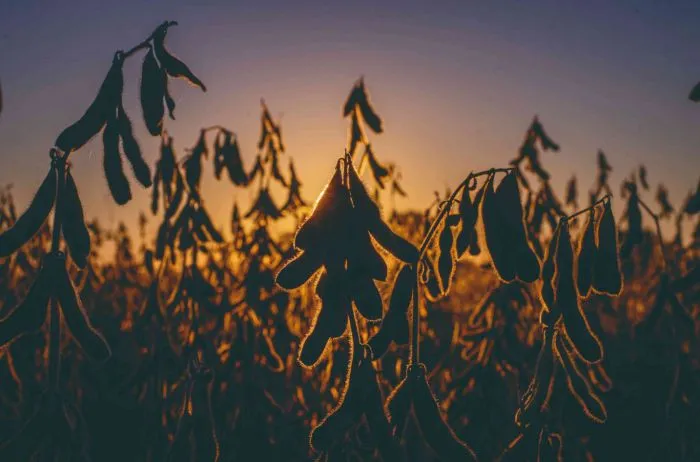 Soja y guerra comercial: el cóctel que reconfigura el tablero agrícola mundial