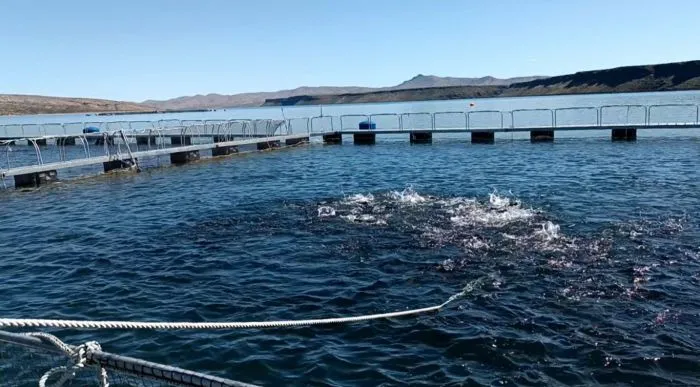Argentina abre nuevos mercados: por primera vez exportará ovas de trucha arcoíris a países andinos