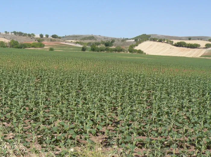 Girasoles aún sin florecer