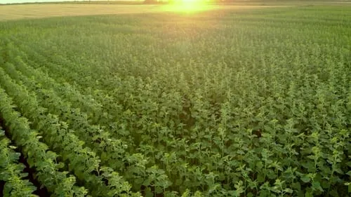 Girasol: el cultivo que vuelve a brillar y consolida su regreso en la campaña 2025/26