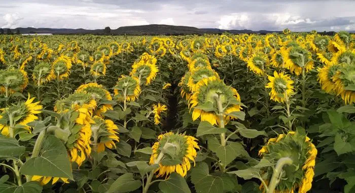 Girasol: el cultivo que vuelve a brillar y consolida su regreso en la campaña 2025/26