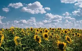 Girasol: el cultivo que vuelve a brillar y consolida su regreso en la campaña 2025/26