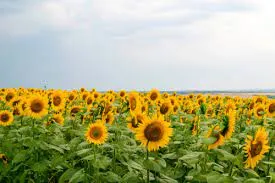 Girasol: el cultivo que vuelve a brillar y consolida su regreso en la campaña 2025/26